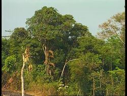 Indonesia - Increase in attacks by animals News Clip