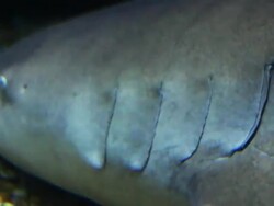 Close up of Shark head Stock Footage