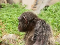 Chimpanzee Stock Footage