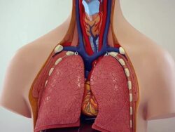 "medical organ dummy/Richmond,Virginia, USA" Stock Footage