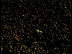 T/L WA Sunflower plant seedling growing, Camera tracks up to give aerial view Stock Footage