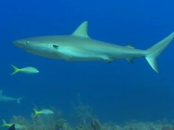 Caribbean reef shark, Carcharhinus perezi, parasite, rope in gills, Bahamas  Stock Footage