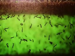 Mosquito Larvae Stock Footage