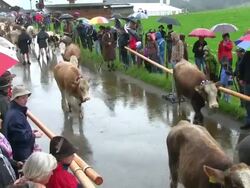 MS PAN Viehscheid at Schollang near Oberstdorf, ceremonial driving down of cattle from mountain pastures into valley in autumn at Allgau Alps / Oberstdorf, Bavaria, Germany Stock Footage