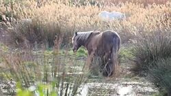 Horses in wetland Stock Footage