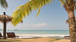 palm, sunbed and umbrella on the beach Stock Footage