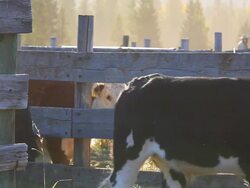 Ranchers sorting cattle in holding pens Stock Footage