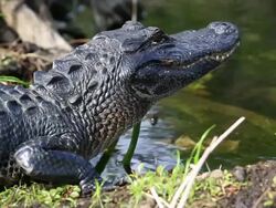 Alligator Stock Footage