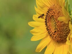 Bee On A Sunflower Stock Footage