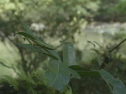 Green Mantis on leaf with river in background Stock Footage