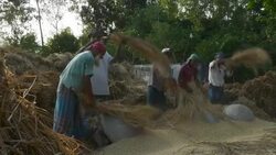 Farm labourers in rural Bangladesh dressed in colourful saris thresh wheat by hand during the call for prayer from the local mosque  Stock Footage
