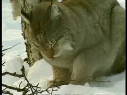 CU lynx grooming in snow, Arctic circle Stock Footage