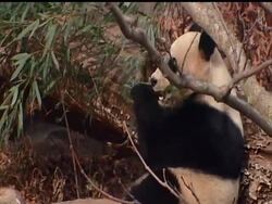 Two giant pandas at the Smithsonian's National Zoo in Washington will stay for another five years, part of an agreement between the U.S. and China. Zoo officials hope Mei Xiang and Tian Tian will successfully mate. News Clip