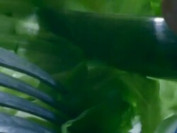 Lettuce leaves, knife and fork chopping up food, England Stock Footage