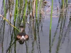 Grebe Stock Footage