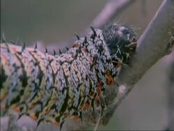 CU Emperor Moth Caterpillar crawling down side of tree, Botswana, Africa Stock Footage