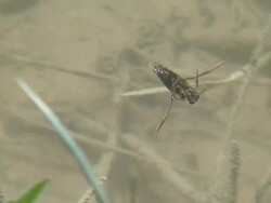 Aquatic Beetle  swimming Stock Footage