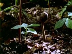 T/L Dipteryx seedling growth, natural background, Panama. Stock Footage