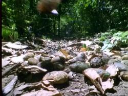 Butterfly, MS two butterflies fly over Dipteryx fruit on forest floor Stock Footage