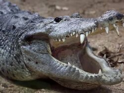 Crocodile with open mouth Stock Footage