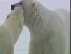 Immature and adult Polar bear (Ursus maritimus) interact, near Churchill, Manitoba, Canada Stock Footage