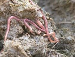 Compost Worm (Eisenia venata). Usually found in garden compost but can also occur in wet, decaying leaf litter, organic-rich soils and manure heaps. Stock Footage