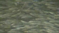 Young fish Stock Footage