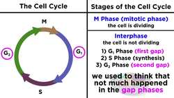 The Cell Cycle and its Regulation Instructional Video