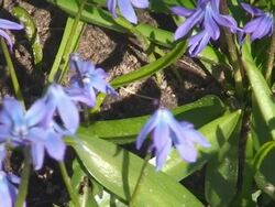 Honey Bee Collecting Nectar Stock Footage
