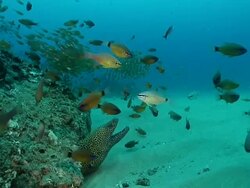 WS Shot of Honeycomb moray eel partially emerging from rock with various fish swimming or drifting with surge / Matola, Maputo, Mozambique Stock Footage