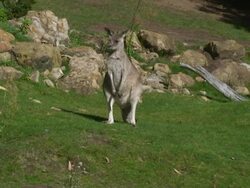 Standing Alert Stock Footage