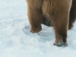 MS TU TS SLO MO Grizzly bears running in snow / Livingstone, Montana, United States Stock Footage