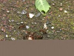 Hunting ants Stock Footage
