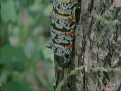 CU Emperor Moth Caterpillar reaching from one side of a tree to another searching, Botswana, Africa Stock Footage