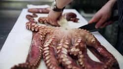 Chef preparing octopus in commercial kitchen Stock Footage