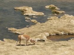 WS Shot of Vicunia, Vicugna grazing near water source in high Andes / San Pedro de Atacama, Norte Grande, Chile Stock Footage