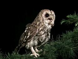  WS View of owl adult looking around / Calvados, Normandy, France Stock Footage