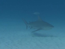 MS TS Shot of Bull shark over sand / Playa del Carmen, Isla Mujeres, Mexico Stock Footage
