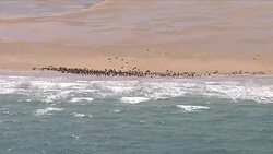 Aerial shots of seals on a sand bar News Clip