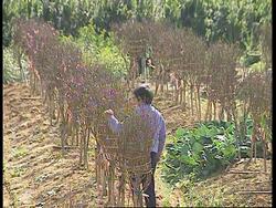 HONG KONG: POLICE ENTRUSTED WITH STEMMING TIDE OF IMMIGRANTS News Clip