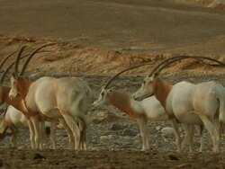 Scimitar Horned Oryx (Oryx dammah), Israel Stock Footage
