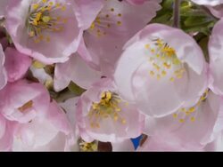T/L Japanese Cherry (Prunus sp.) flowering Stock Footage
