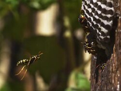 High speed Common Wasp (Vespula vulgaris) Flying to Nest 200fps Stock Footage