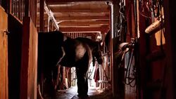 DS Man leading his horse out of stall Stock Footage