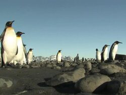 MS, LA, King penguins (Aptenodytes patagonicus) walking on pebbles, South Georgia Island, Falkland Islands, British overseas territory Stock Footage