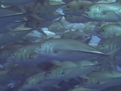 Shoal of Jacks Stock Footage