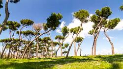 Timelapse of park with tipical mediterranean region Stone Pines (Pinus pinea). Rome, Italy. April, 2016. Stock Footage