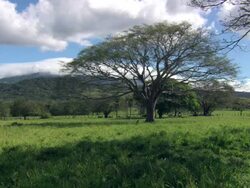 WS View of Guanacaste tree in grassland / Guanacaste, Costa Rica Stock Footage