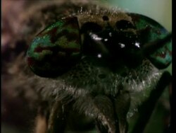 BCU horsefly head showing compound eyes Stock Footage