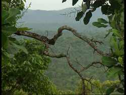 INDIA: ELEPHANTS KILLED BY FARMERS TRYING TO PROTECT THEIR CROPS News Clip